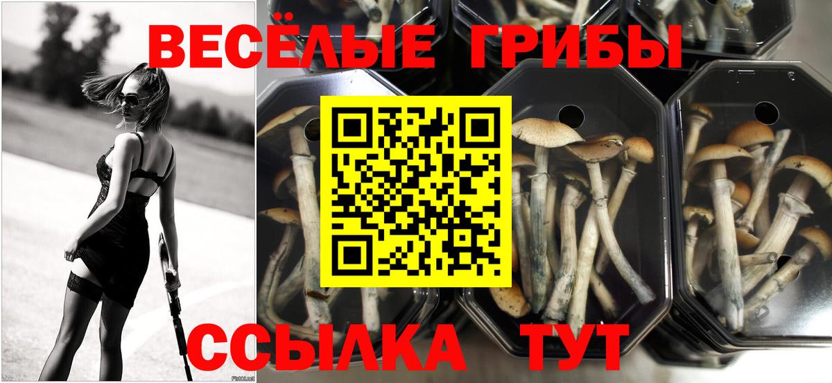 Шумерля  Псилоцибиновые грибы ЛСД  Вход с VPN 